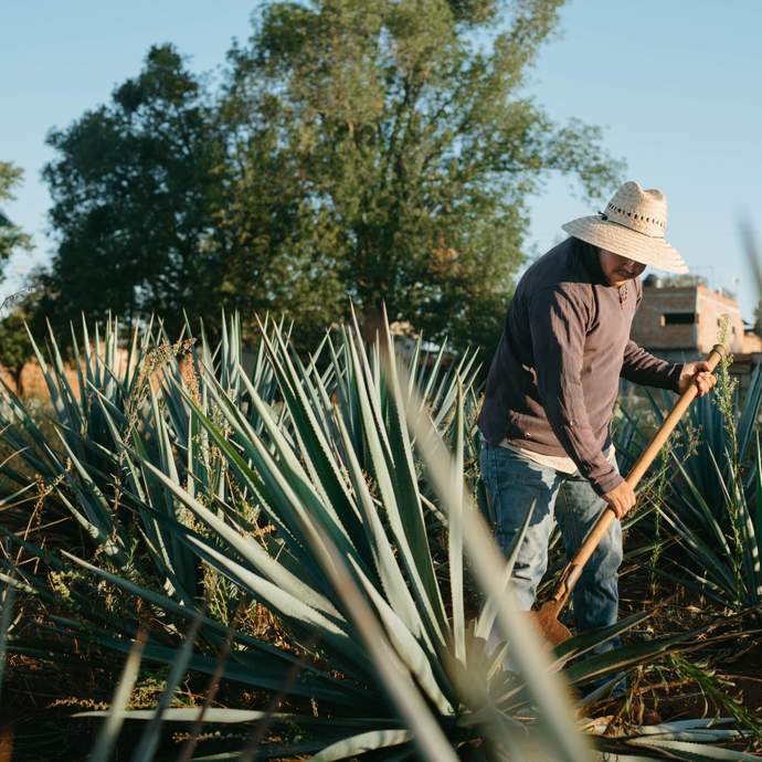 How To Read A Tequila Label - Categories