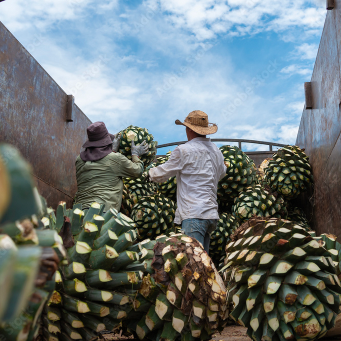 How Tequila Is Made - The Steps