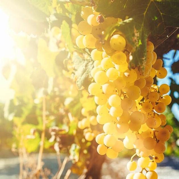 A Guide To The Most Common White Wine Grapes And Their Flavours