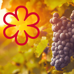 Michelin Guide Reveals Vineyards To Receive Inaugural Michelin Grapes Starting With Burgundy
